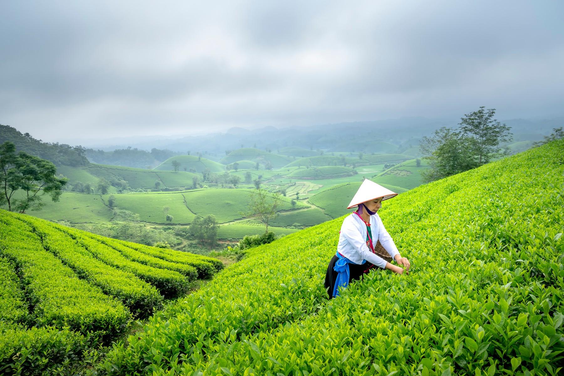 Dooars – The Gateway to Wilderness