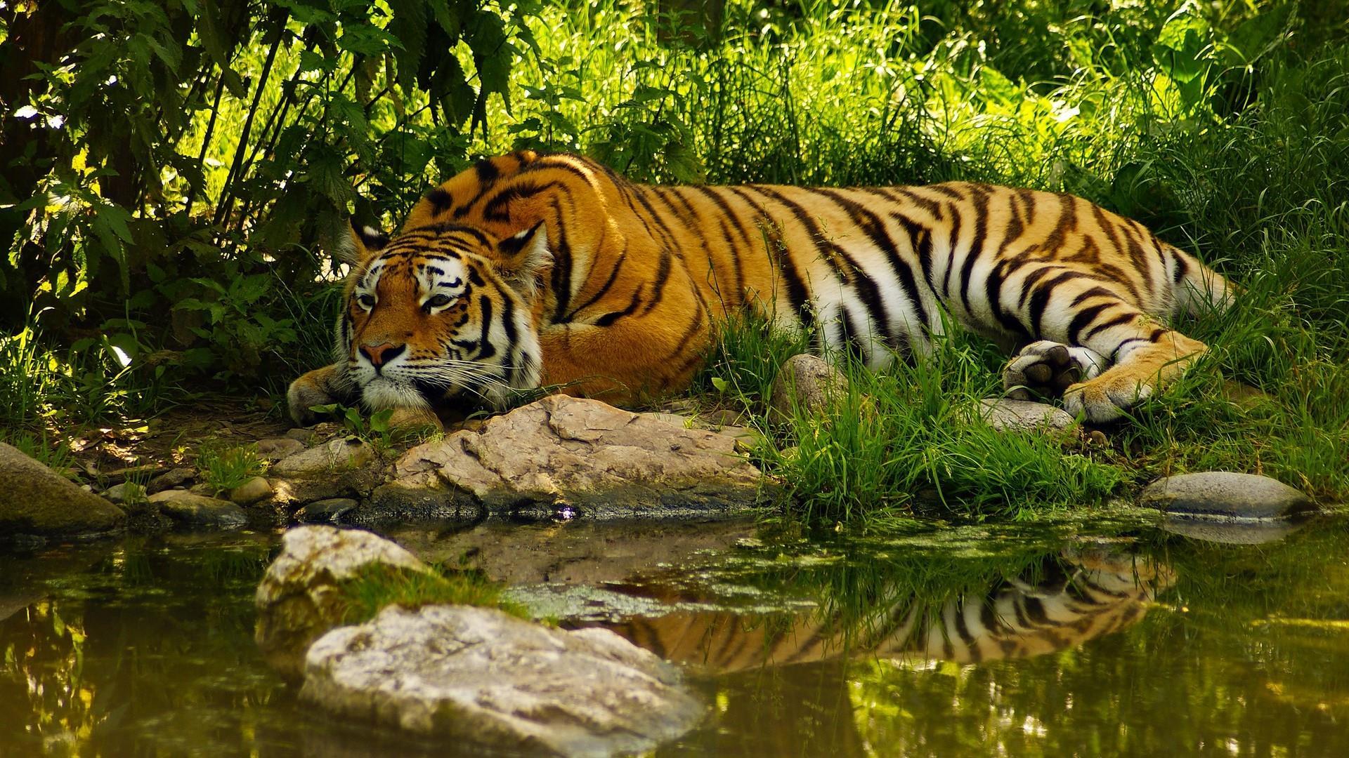 SUNDARBAN